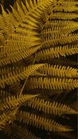 Vertical smartpone stories format background of brown autumn fern leaves. Selective focus photo