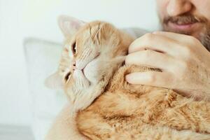 barbado hombre abrazando y acariciando jengibre gato de cerca. selectivo atención en de gato bozal foto