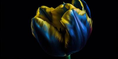 . . Blue and yellow aesthetics beautiful tulip flower in color of Ukraine. Romantic love vibe. Graphic Art photo