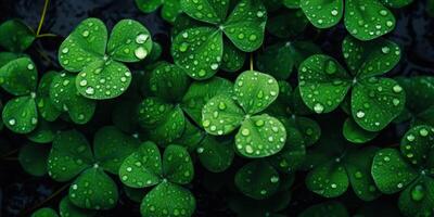 . Photo realistic illustration of top view green fresh clover leafes. Irish symbol. . Graphic Art