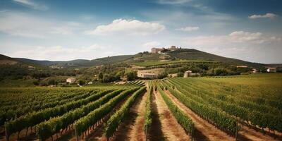 . . Vineyard at South France provence. WIne plant garden harvest. Romantic relax chill vibe. Graphic Art photo