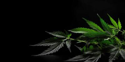 . . Photo macro shot of realistic cannabis leaves on dark moody black background. Can be used for medicine promotion or graphic design. Graphic Art