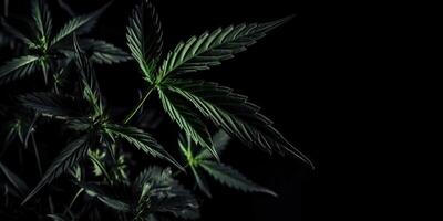 . . Photo macro shot of realistic cannabis leaves on dark moody black background. Can be used for medicine promotion or graphic design. Graphic Art