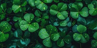 . Photo realistic illustration of top view green fresh clover leafes. Irish symbol. . Graphic Art