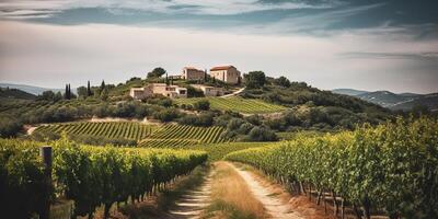 . . Vineyard at South France provence. WIne plant garden harvest. Romantic relax chill vibe. Graphic Art photo