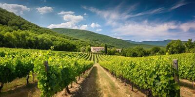 . . Vineyard at South France provence. WIne plant garden harvest. Romantic relax chill vibe. Graphic Art photo