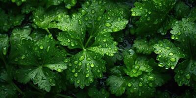 . . Macro photorealistic shot illustration of eco organic parsley background. Healthy green store vibe. Graphic Art photo