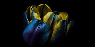 ai generativo. ai generado. azul y amarillo estética hermosa tulipán flor en color de Ucrania. romántico amor onda. gráfico Arte foto