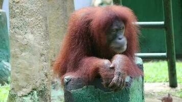 Aufnahmen von ein Sumatra Orang-Utan beim Zoo. das Sumatra Orang-Utan ist das am seltensten Spezies von Orang-Utan. das Sumatra Orang-Utan Leben und ist endemisch zu Sumatra, ein Insel gelegen im Indonesien. video