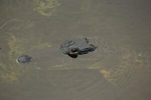 Alligator glaring at you photo