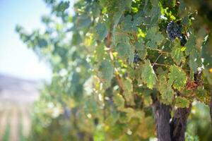 Red Wine Grapes on a Vine photo