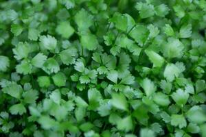 Fresh grown parsley photo