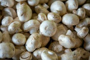 White Button Mushrooms photo