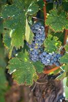 Grapes on a Vine photo