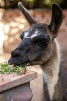 Alpacca eating grass photo