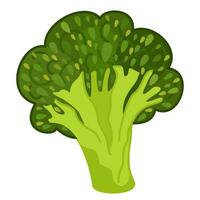 Broccoli. Vector isolated illustration.