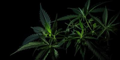 . . Photo macro shot of realistic cannabis leaves on dark moody black background. Can be used for medicine promotion or graphic design. Graphic Art