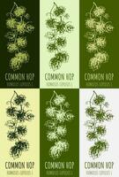 Set of vector drawing of COMMON HOP in various colors. Hand drawn illustration. Latin name JHUMULUS LUPULUS L.