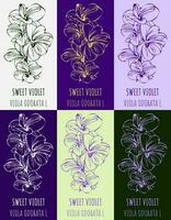 Set of vector drawing of Fragrant violet in various colors. Hand drawn illustration. Latin name Viola odorata L.