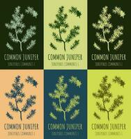 Set of vector drawing of juniper in various colors. Hand drawn illustration. Latin name JUNIPERUS COMMUNIS L.