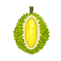 Durian aislado sobre fondo blanco. vector