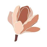 Magnolia blooming flower on white background, closeup. vector