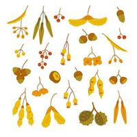 Seeds of autumn trees, vector elements on white background.