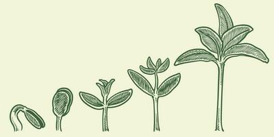 Plant growth stages vector. hand drawing engraving style illustration vector