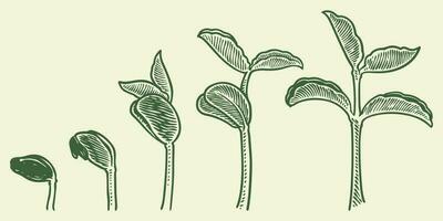 Plant growth stages vector. hand drawing engraving style illustration vector