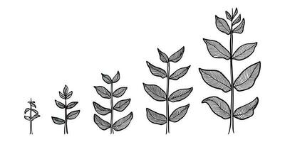 planta crecimiento etapas vector. mano dibujo grabado estilo ilustración vector