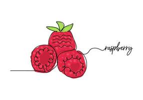 Raspberry continuous one line drawing, fruit vector illustration.