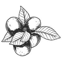 Hand drawn essential oil plants drawing of lemon or citrus lemon vector