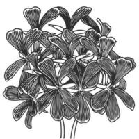 Hand drawn essential oil plants drawing of geranium vector