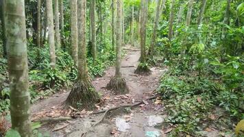 A small street going through the forest. Jungle view with green tree. video