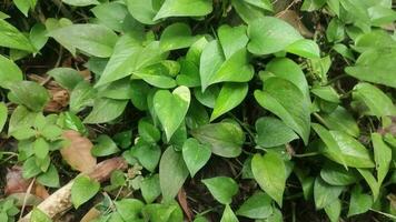 epipremnum aureum bladeren. ook bekend net zo gouden pothos, geldmarmer koningin pothos, bontephilodendron, neon pothos. video