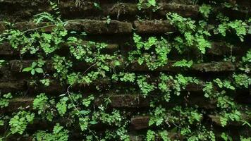 Decorative plant on the wall. Green foliage on black brick. video