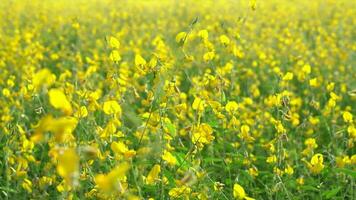 Sunhemp or Crotalaria juncea,yellow flower field blooming on evening sun video