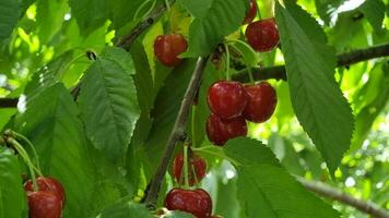 Cherries on a cherry tree in the orchard, close-up video