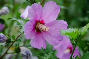 Beautiful hibiscus flowers in the garden on a summer day. The beauty and diversity of flowers. photo