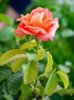 escarlata Rosa en el jardín en un soleado verano día. el belleza de flores foto