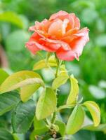escarlata Rosa en el jardín en un soleado verano día. el belleza de flores foto