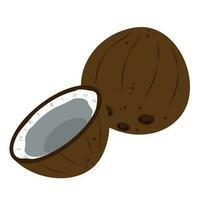 Coconut whole and cut into halves vector