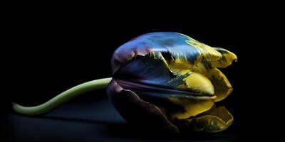 . . Blue and yellow aesthetics beautiful tulip flower in color of Ukraine. Romantic love vibe. Graphic Art photo