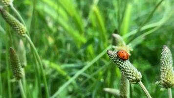 Marienkäfer unter Pflanzen im Grün Natur video