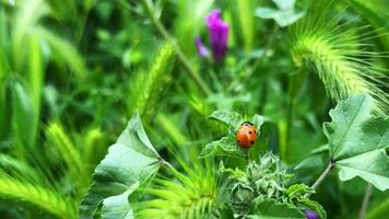 Marienkäfer unter Pflanzen im Grün Natur video
