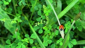 Ladybug among plants in green nature video