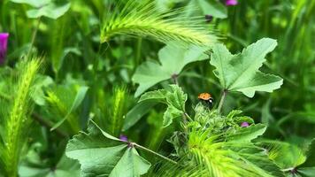 Ladybug among plants in green nature video