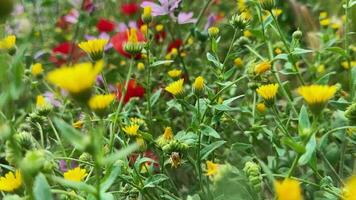 Pflanzen und Blumen Tanzen mit das Wind im Natur video