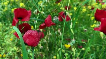 Plants and flowers dancing with the wind in nature video