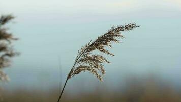 Pflanze Schilf im Natur im das Wind video